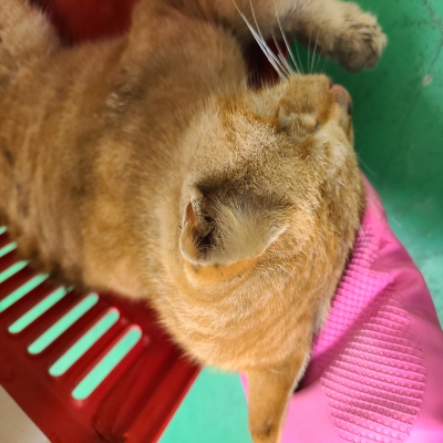 종료(자연사) 믹스…